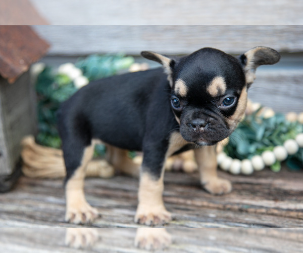 Medium Photo #5 French Bulldog Puppy For Sale in BALTIC, OH, USA