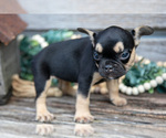 Small #4 French Bulldog