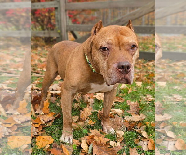 Medium Photo #4 American Pit Bull Terrier Puppy For Sale in Westminster, MA, USA