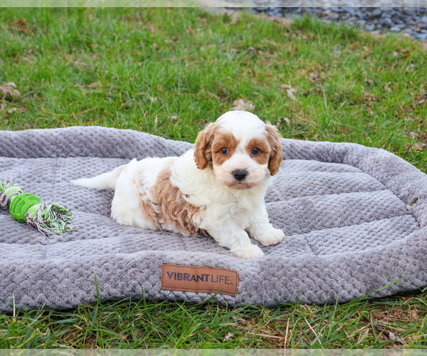 Medium Photo #6 Cavapoo (Miniature) Puppy For Sale in SYRACUSE, IN, USA