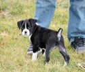 Small Photo #70 Boxer Puppy For Sale in CHILHOWEE, MO, USA