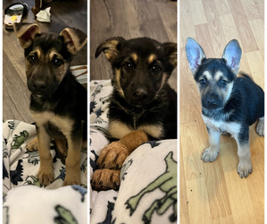 German Shepherd Dog Puppy for sale in LEBANON, OR, USA