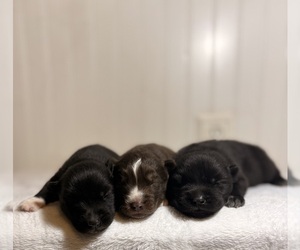 Siberian Husky Litter for sale in HEMET, CA, USA