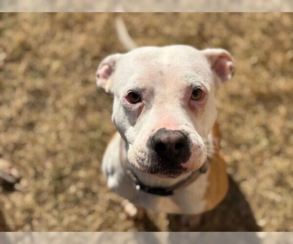 Medium Photo #1 Mutt Puppy For Sale in Tulsa, OK, USA