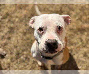 Mutt Dog for Adoption in Tulsa, Oklahoma USA