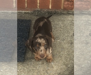 Dachshund Puppy for sale in WAYNESBORO, VA, USA