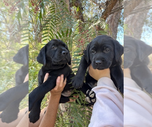 Medium Photo #5 Labrador Retriever Puppy For Sale in TEMECULA, CA, USA