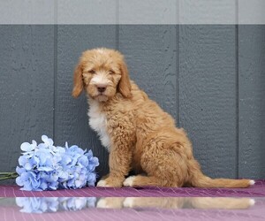 Labradoodle-Poodle (Standard) Mix Puppy for sale in FREDERICKSBG, OH, USA