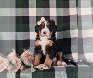 Bernese Mountain Dog Puppy for sale in NEW HOLLAND, PA, USA