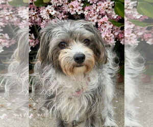 Posey - Female Maltese-Unknown Mix Dog for Adoption - Photo #4