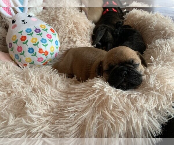 Medium Photo #1 Frenchie Pug Puppy For Sale in KAPPA, IL, USA