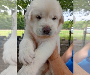 Great Pyrenees Puppy for sale in TROY, TX, USA