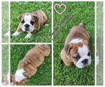 Small Photo #3 Bulldog Puppy For Sale in GOLDSBORO, NC, USA