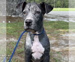 Small #1 Labrador Retriever-Retriever  Mix