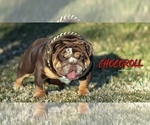 Small Photo #1 Bulldog Puppy For Sale in THORNTON, CO, USA