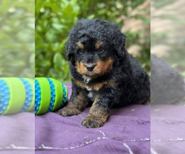 Medium Photo #11 Miniature Bernedoodle Puppy For Sale in DUNDEE, OH, USA
