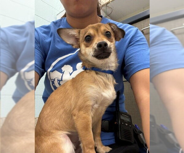 Medium Photo #1 Chihuahua Puppy For Sale in Brighton, CO, USA