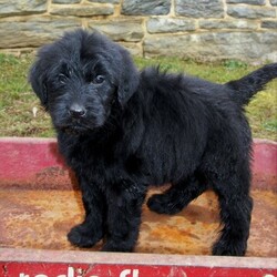 Goldendoodle Puppy for sale in GAP, PA, USA
