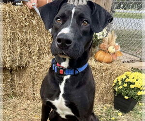 Mutt Dogs for adoption in Rustburg, VA, USA