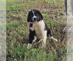 Puppy Daisy Newfoundland-Saint Bernard Mix