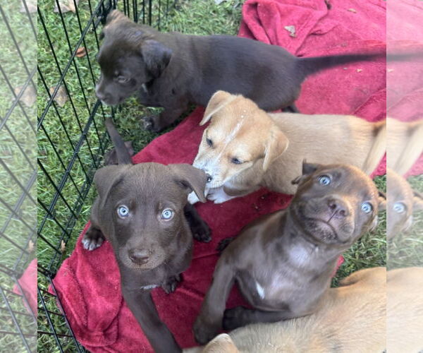 Medium Photo #3 Chocolate Labrador retriever-Unknown Mix Puppy For Sale in Pottstown, PA, USA