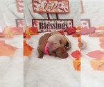 Small Photo #18 Golden Retriever Puppy For Sale in SANTA BARBARA, CA, USA