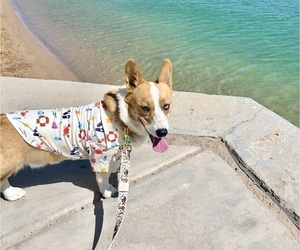 Father of the Pembroke Welsh Corgi puppies born on 05/11/2026