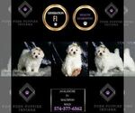 Small Photo #134 Maltipoo Puppy For Sale in WARSAW, IN, USA