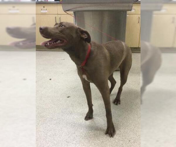 Medium Photo #1 Chipin Puppy For Sale in Riverside, CA, USA