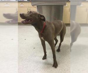 Chipin Dogs for adoption in Riverside, CA, USA