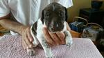 Puppy 4 German Shorthaired Pointer