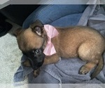 Small Photo #28 Belgian Malinois Puppy For Sale in REESEVILLE, WI, USA