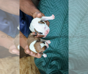 American Bulldog Puppy for Sale in CHECOTAH, Oklahoma USA
