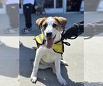 Small #2 Great Pyrenees Mix