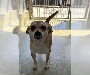 Chihuahua-Shiba Inu Mix Dogs for adoption in San Martin, CA, USA