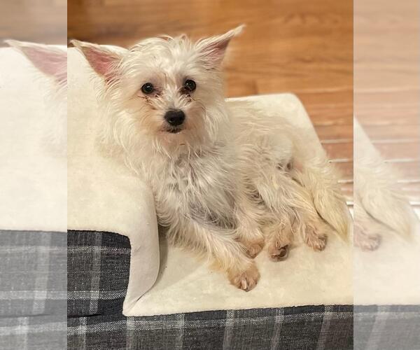 Medium Photo #1 Mutt Puppy For Sale in Social Circle, GA, USA