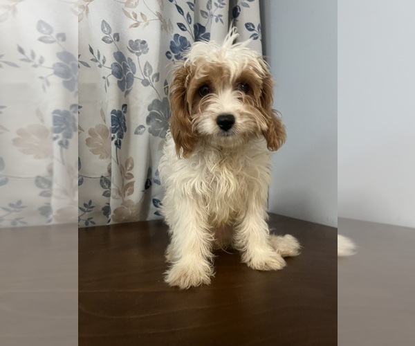 Medium Photo #17 Cavapoo-Poodle (Miniature) Mix Puppy For Sale in DURHAM, CT, USA