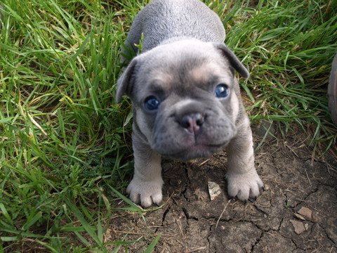 Medium Photo #1 French Bulldog Puppy For Sale in CHINA SPRING, TX, USA