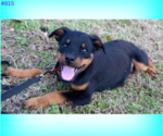 Small Photo #3 Rottweiler Puppy For Sale in HACKETT, AR, USA