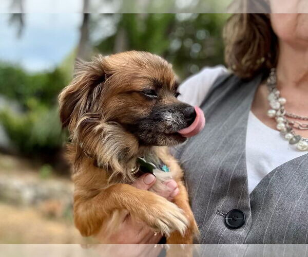 Medium Photo #3 Mutt Puppy For Sale in Bellevue, WA, USA