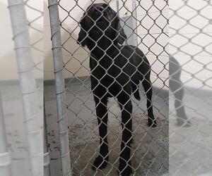Labrador Retriever-Unknown Mix Dogs for adoption in Anchorage, AK, USA