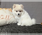 Puppy Billy Pomsky
