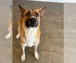 Shepradors Dogs for adoption in LOGANVILLE, GA, USA