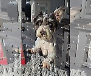 Schnauzer (Miniature) Puppy for sale in GOSHEN, IN, USA