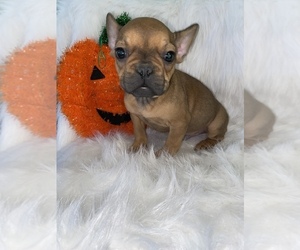 French Bulldog Puppy for sale in BEECH GROVE, IN, USA