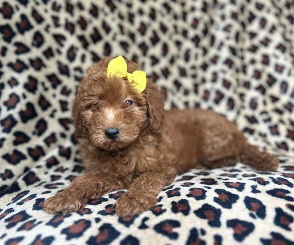 Medium Photo #2 Goldendoodle (Miniature) Puppy For Sale in LAKELAND, FL, USA