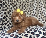 Small #1 Goldendoodle (Miniature)