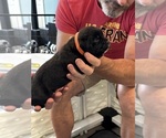 Small Photo #48 Cane Corso Puppy For Sale in REEVESVILLE, SC, USA
