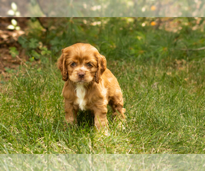 Cocker Spaniel Puppy for sale in NAPPANEE, IN, USA