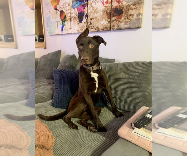 Medium Photo #17 Doberman Pinscher-Labrador Retriever Mix Puppy For Sale in Brewster, NY, USA